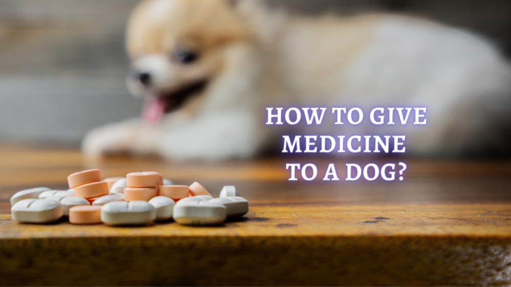 How to Give a Dog a Pill: Tips to Get a Dog to Take a Pill