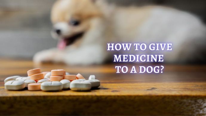 how to give medicine to a dog