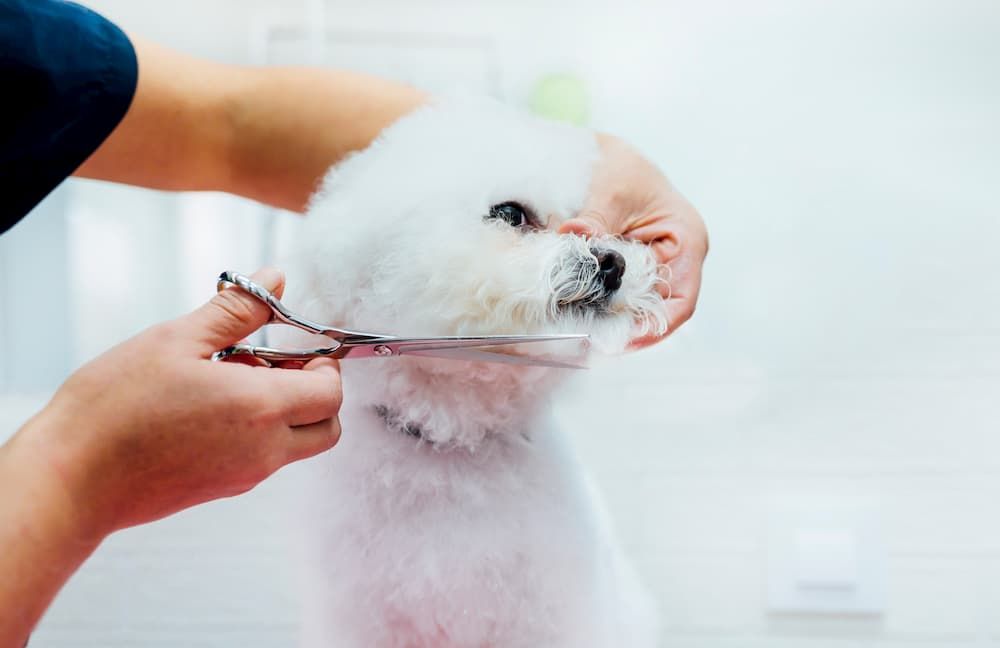 how to groom poodle