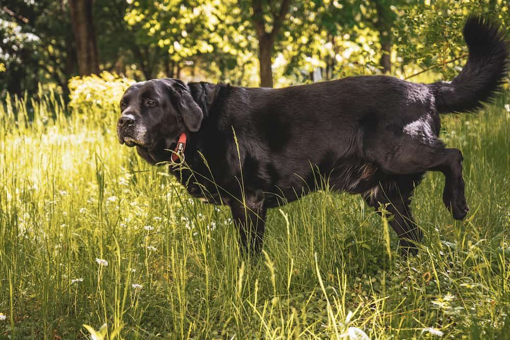 how to help dog to lose excess weight