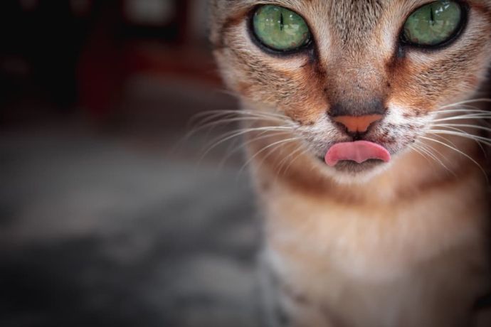 cat swallowed feather