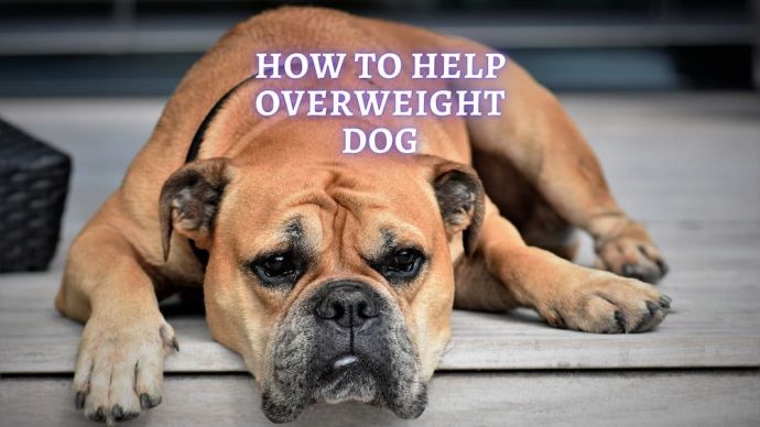 how to help overweight dog