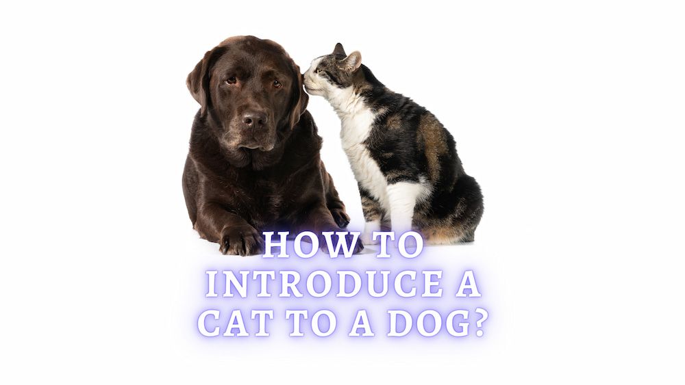 how to introduce a cat to a dog