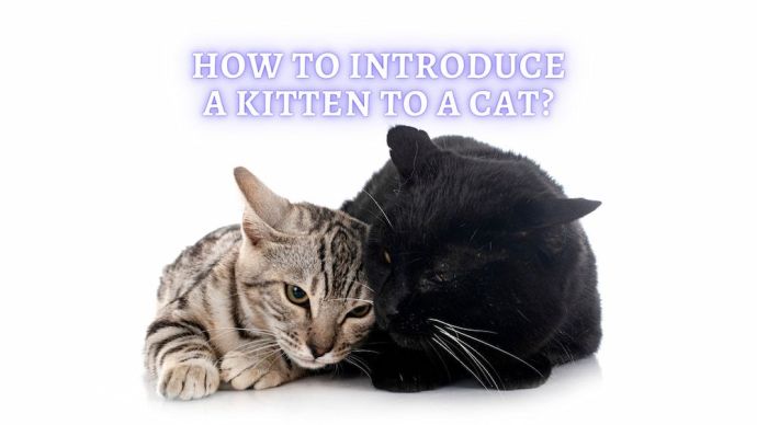 how to introduce a kitten to a cat
