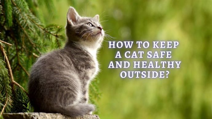 how to keep a cat safe and healthy outside