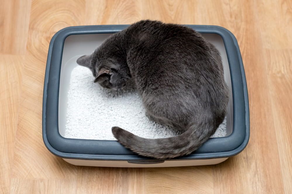 ᐉ How to Clean a Litter Box How often should you Change Cat Litter?