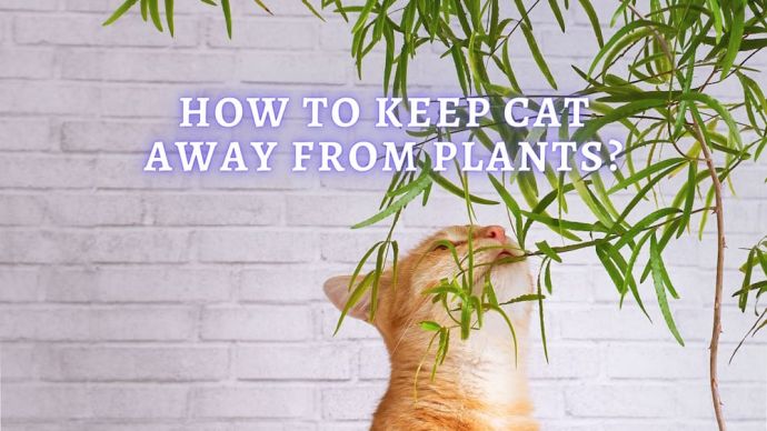 how to keep cats away from plants