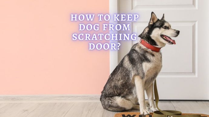 how to keep dog from scratching door