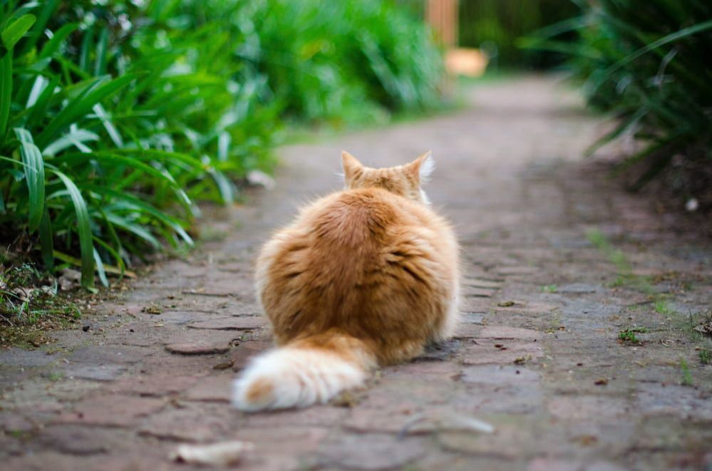 How Heavy Should My Cat Be How Heavy Is Too Heavy For A Cat 