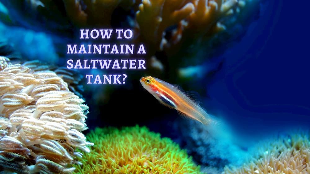 how to maintain a saltwater tank