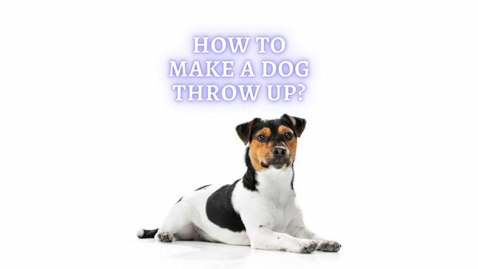 how to make a dog throw up