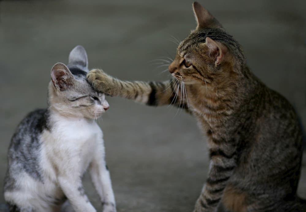 ᐉ Cat Hissing at New Kitten: Why does my Cat Hiss at my New Kitten?