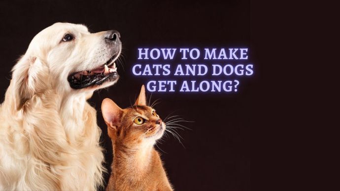 how to make cats and dogs get along