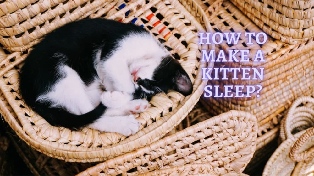 how-to-make-a-kitten-sleep-5-tips-to-get-a-kitten-to-sleep-at-night