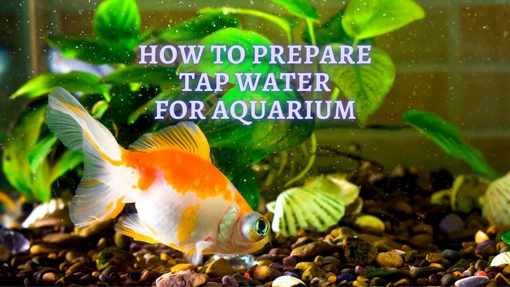 how to prepare water for aquarium