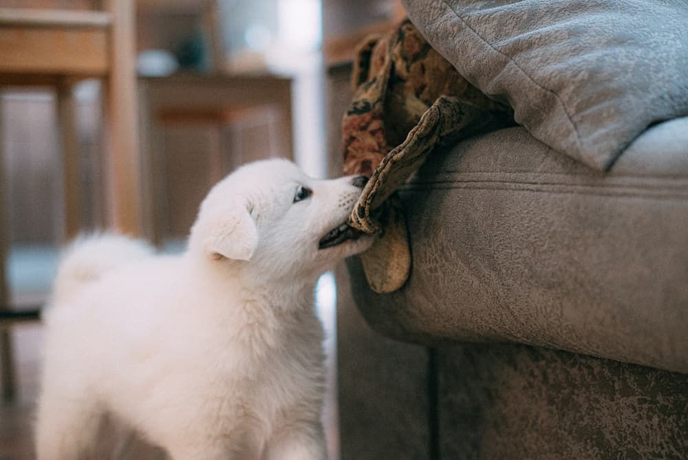 how to prevent puppy bites during playtime