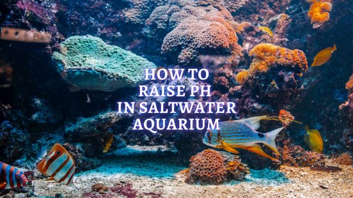how to raise ph in a reef tank