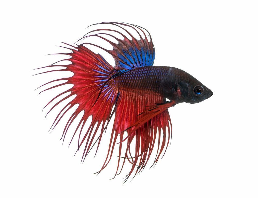 how to recognize signs of dropsy in betta