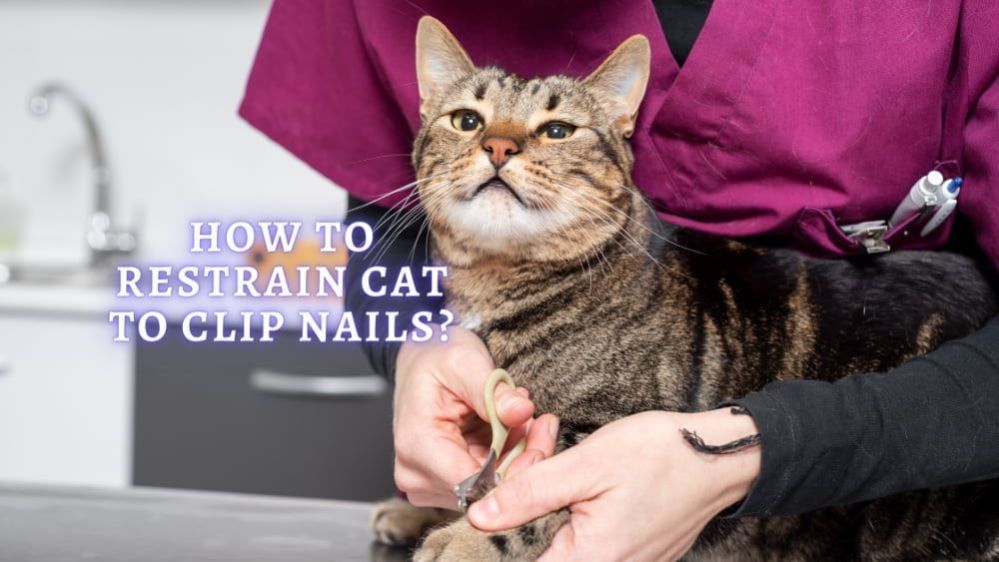 How to Restrain a Cat to Clip Nails Tips to Wrap a Cat in a Towel