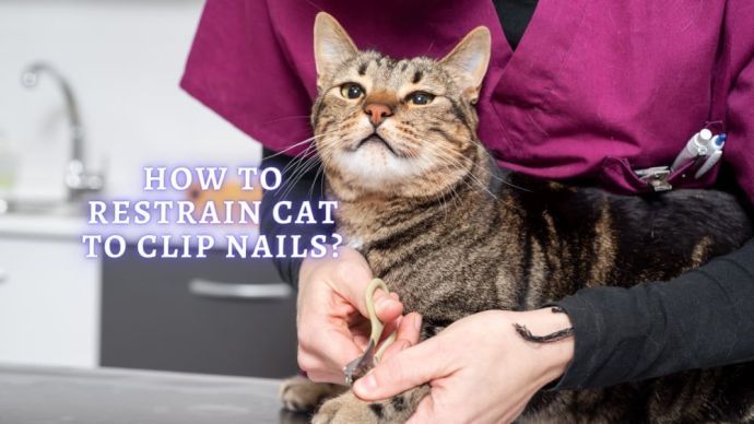 how to restrain cat to clip nails
