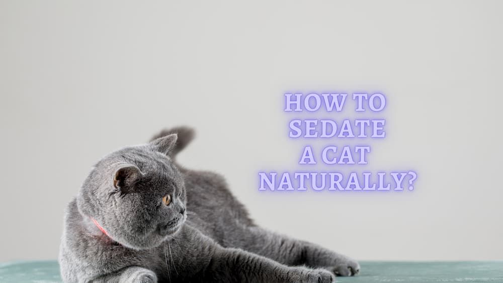 how to sedate a cat naturally