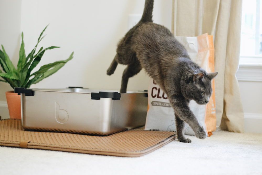 Why Is My Cat Pooping on the Floor? Health and Behavior Reasons