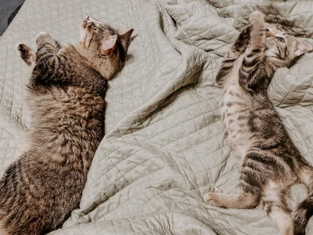 ᐉ Cat Hissing at New Kitten: Why does my Cat Hiss at my New Kitten?