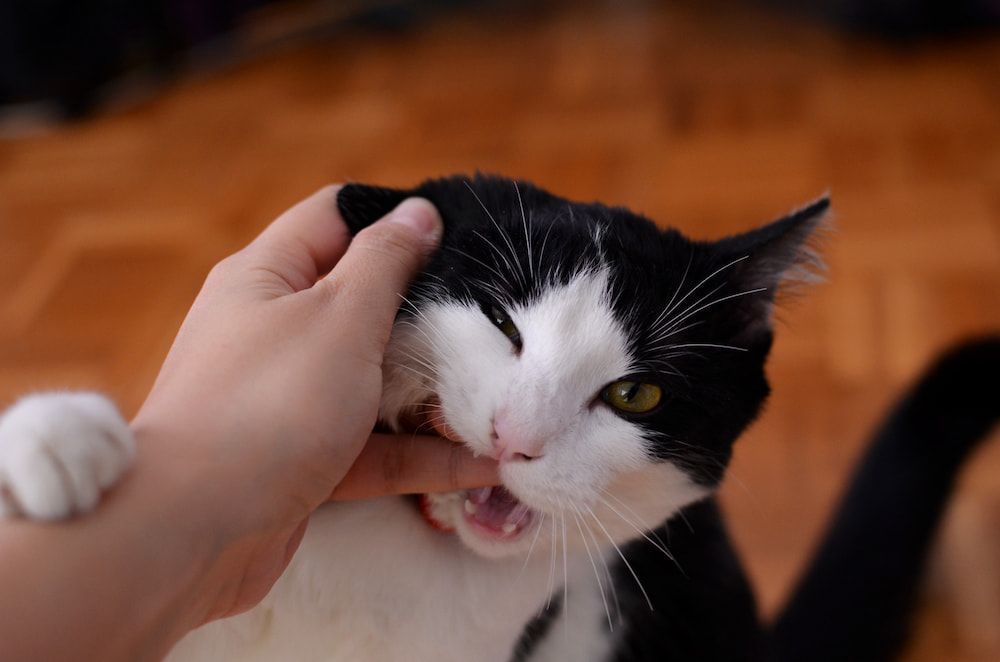 how to stop cat from biting hand