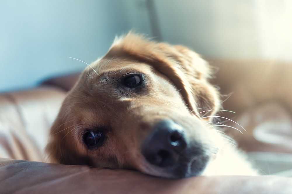 how to stop diarrhea in dogs