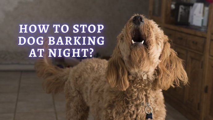 how to stop dog barking at night