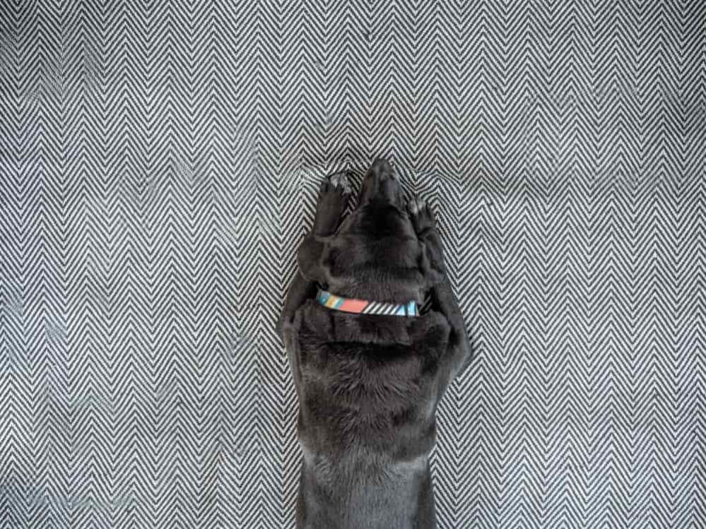 Why Does My Dog Scratch The Carpet? Reasons Why And How to Stop It