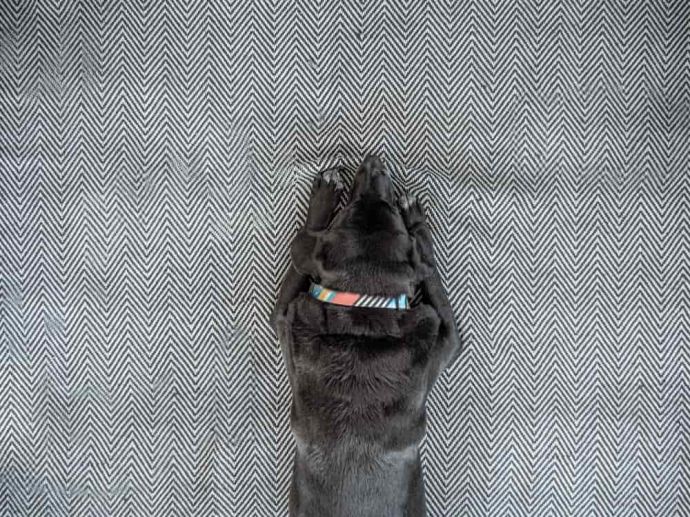 Why Does My Dog Scratch The Carpet? Reasons Why And How to Stop It