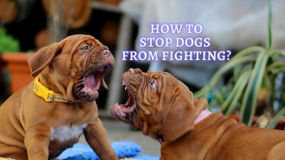 ᐉ How to stop Dogs from Fighting: Safe Ways to Keep Dog from Fights