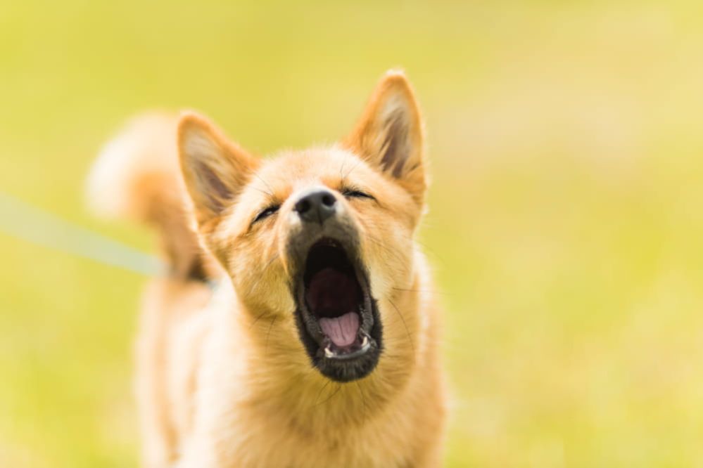 Puppy Growling How to Stop Puppy Biting and Growling?