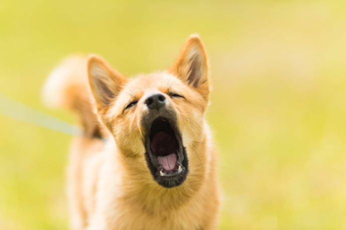 how to stop puppy growling