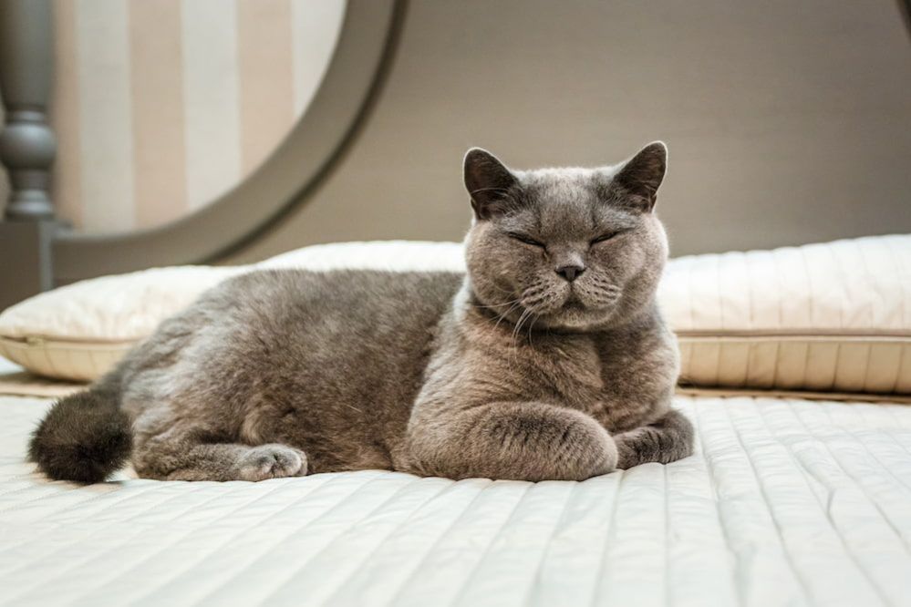Cat Peeing On Bed 5 Reasons Your Cat is Peeing on the Bed