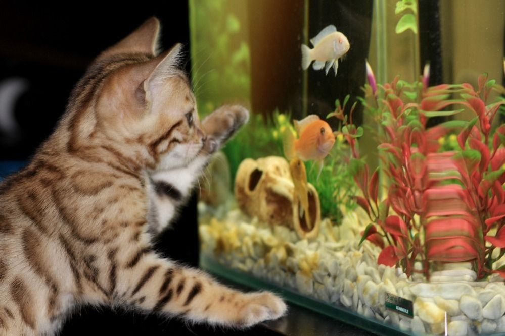 How to Take Care of a Freshwater Fish Tank: Freshwater Aquarium Care