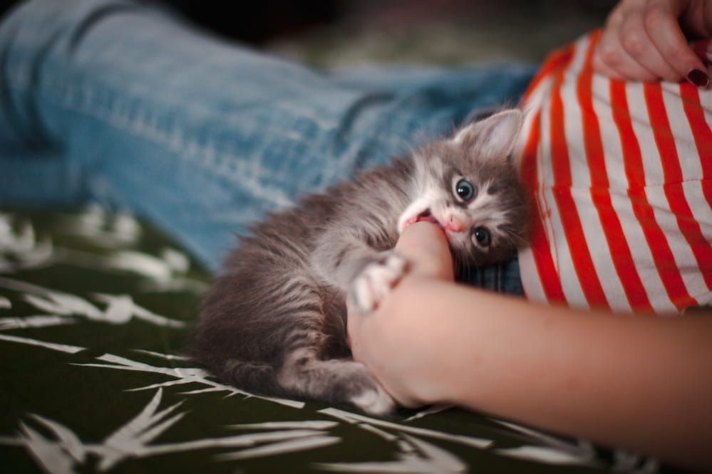 Why Do Kittens Bite? How To Teach Kitten Not to Bite?