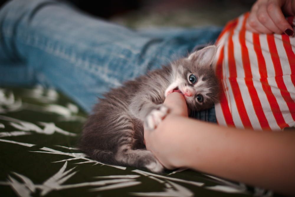 how to teach kitten not to bite