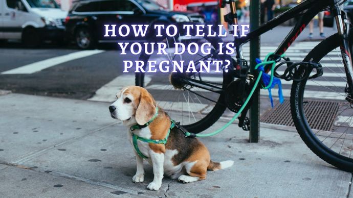 how to tell if your dog is pregnant