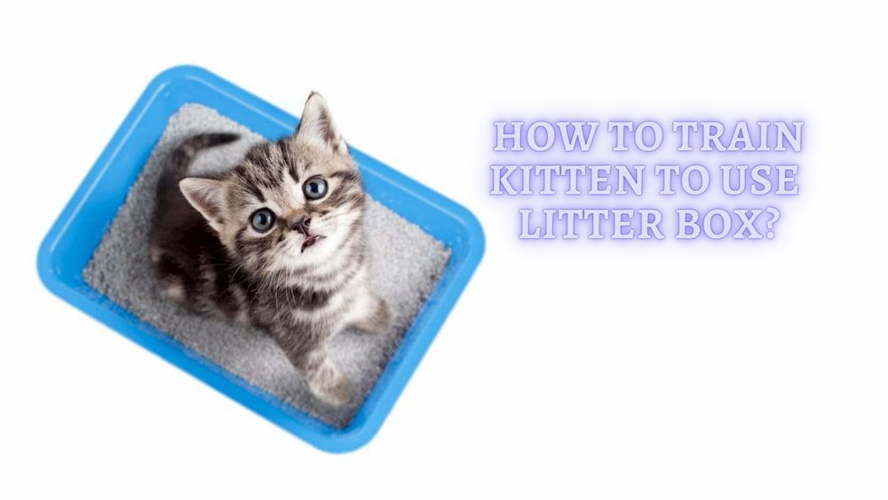 how to train kitten to use the litter box