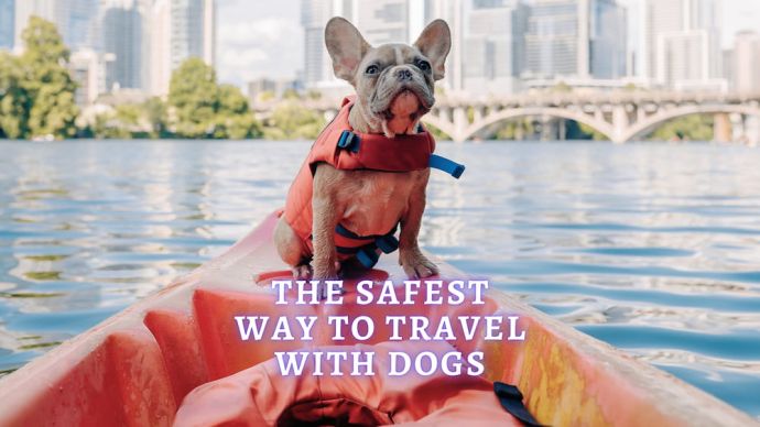 how to travel safely with a dog