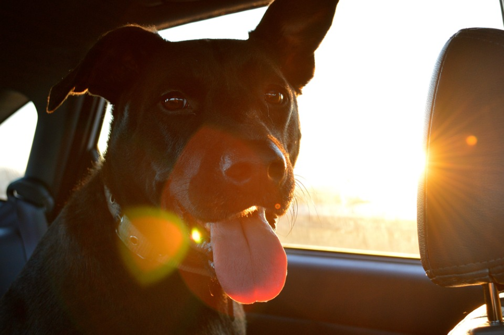 how to travel with a dog in a car