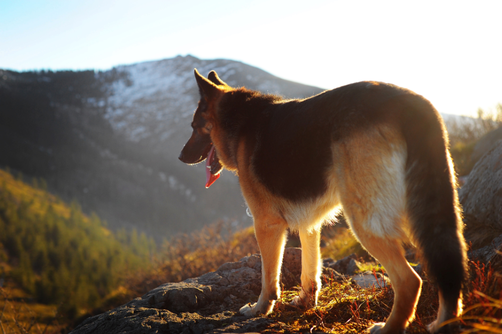 how to travel with a dog