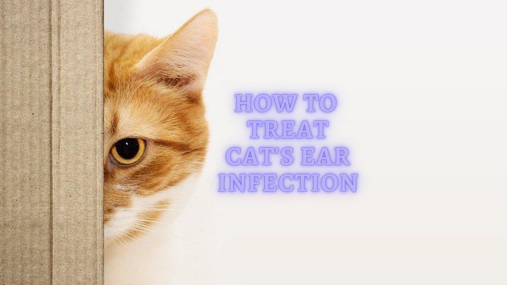 how to trear cat ear infection