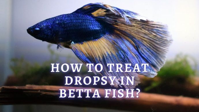 how to treat dropsy in betta fish
