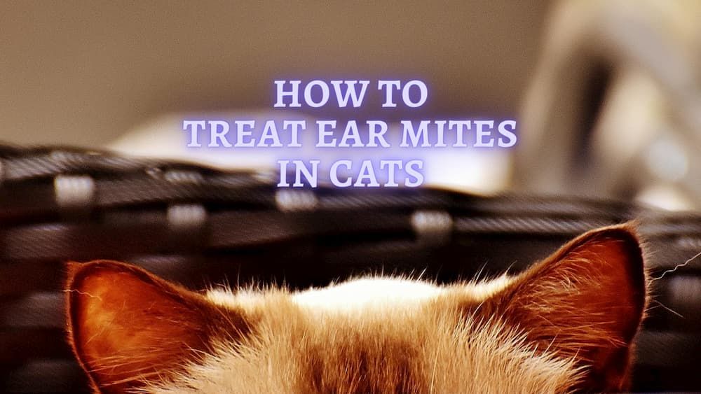 how to treat ear mites in cats