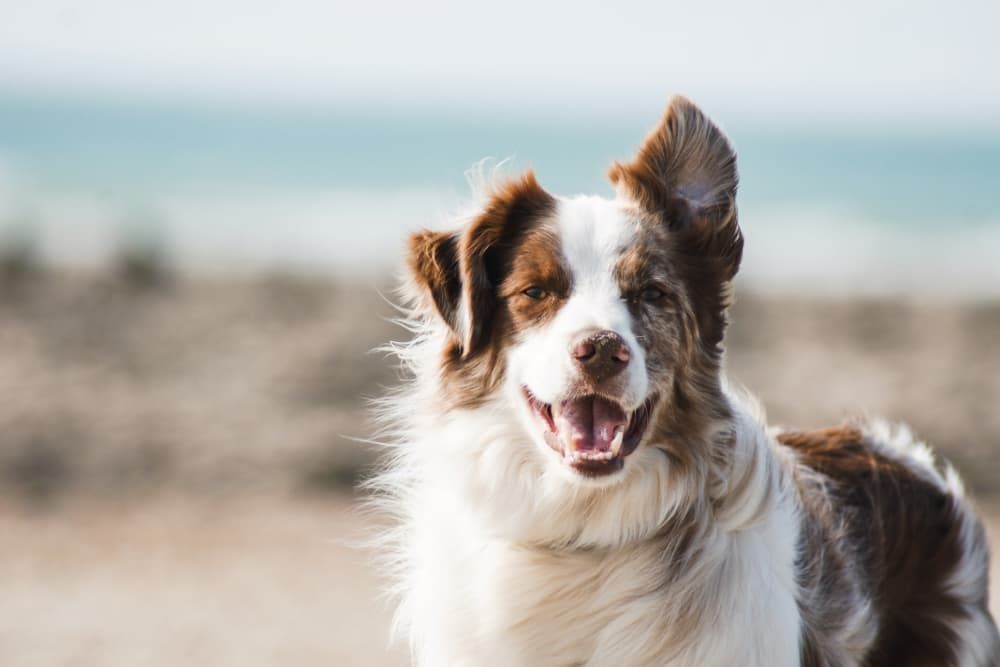 how to treat ear mites in dogs
