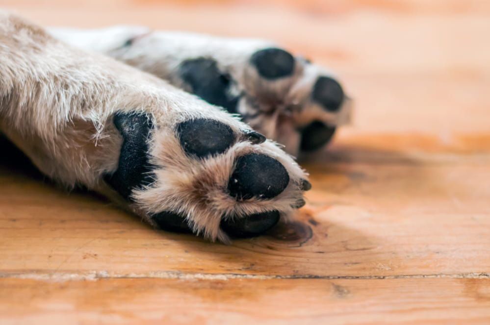 How To Trim Dog Nails That Are Overgrown in 5 Easy Steps