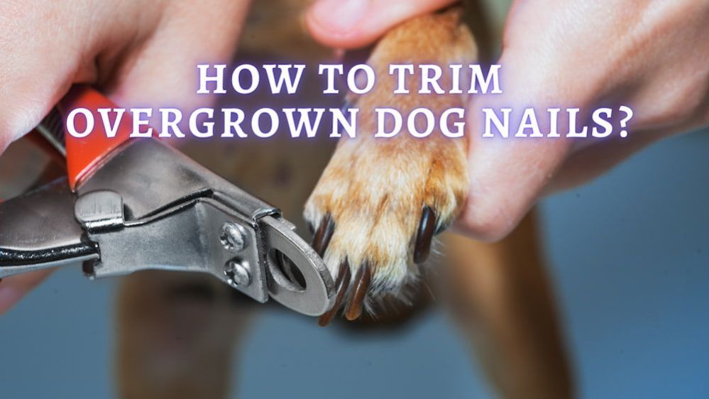 How To Trim Dog Nails That Are Overgrown in 5 Easy Steps